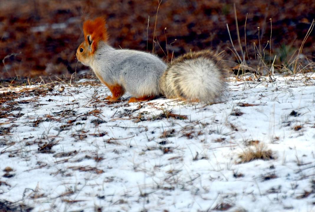 Doğanın renkli misafirleri! Kars'ta kızıl sincaplar yaşam alanlarında görüntülendi 14